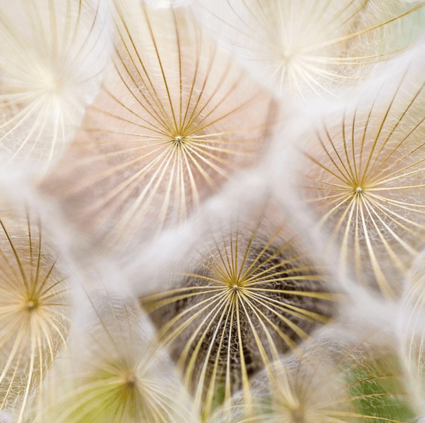 Screen Shot 2020-02-19 at 4.23.20 PM