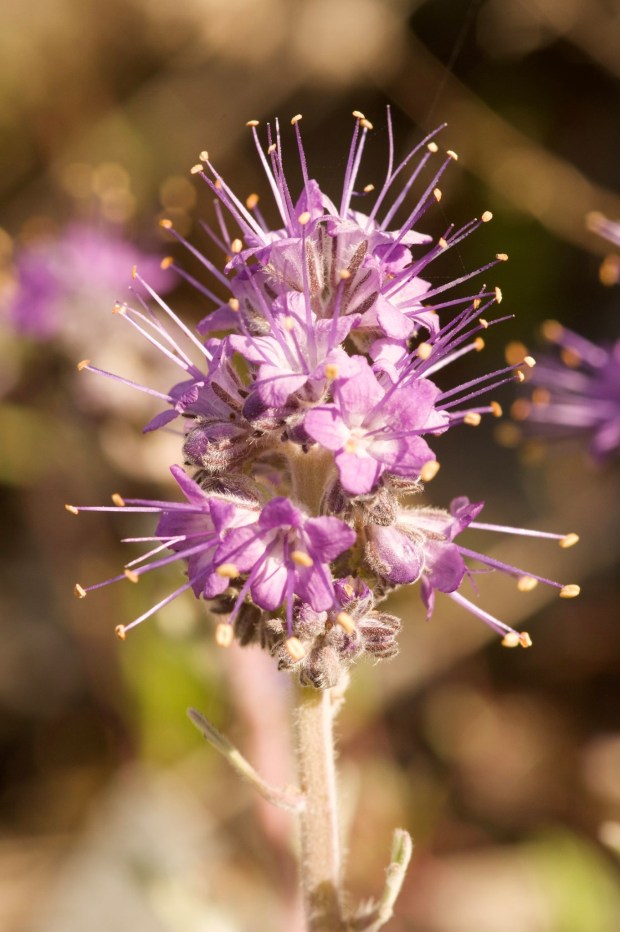 95880396_2607964596124289_2366562344856715264_o