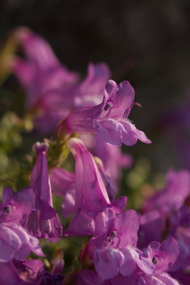 96275981_2607964629457619_6515876321912946688_o