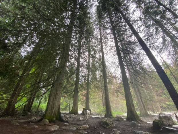 103616142_10163911426730714_962774746868951550_n