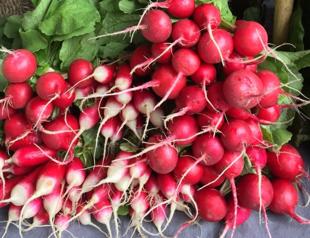 105703342_3023809710987689_3569926150553118472_o